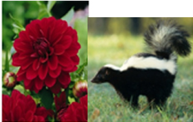 Flowers smell great and skunks....