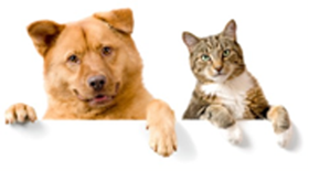 Pets - Dog and Cat Odors