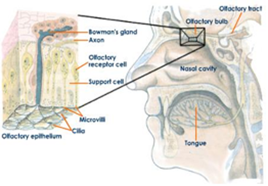 Odors affect your senses